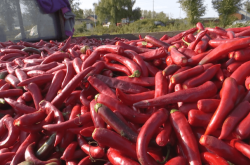 赤峰辣椒合作社電話多少號