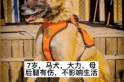赤峰馬犬領(lǐng)養(yǎng)中心電話號碼是多少