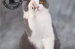 赤峰藍貓幼貓售賣店電話號碼