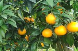 赤峰果凍批發(fā)電話多少號碼