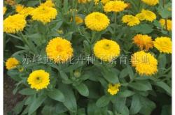 赤峰博農(nóng)種子公司電話號碼