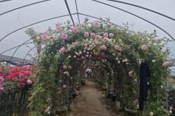 赤峰玫瑰花種植基地