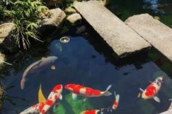 赤峰市清理魚池的公司電話號碼