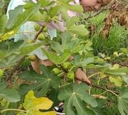 赤峰沃森水果采摘基地電話號碼