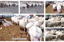 赤峰收購(gòu)地溝油的公司電話號(hào)碼