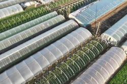 赤峰市蔬菜大棚基地