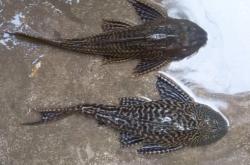 赤峰吃奶魚(yú)批發(fā)電話號(hào)碼查詢