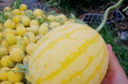 赤峰黃心西瓜種植基地電話號碼