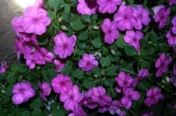 赤峰興虹水族館地址電話號(hào)碼