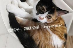 赤峰平莊貓崽領(lǐng)養(yǎng)電話號碼