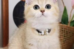 赤峰個人家賣貓電話號碼多少