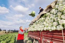赤峰收大白菜電話號碼是多少