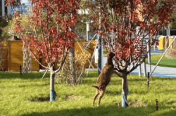 赤峰市區(qū)幼兒園