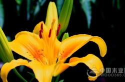 赤峰祭壇花批發(fā)電話號碼是多少