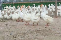 赤峰蘇尼特羊肉批發(fā)電話號碼