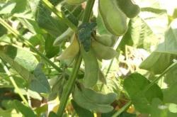 赤峰酒糟養(yǎng)豬場(chǎng)地址電話號(hào)碼