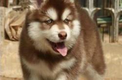 赤峰巴雅爾犬舍電話地址查詢