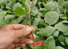 赤峰嫁接圓茄苗訂購電話號碼