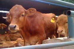 赤峰市敖漢旗羊苗廠電話號碼