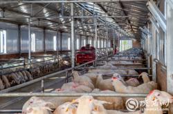 赤峰養(yǎng)羊基地電話號碼多少