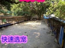 赤峰市薩摩耶犬舍地址電話號(hào)碼