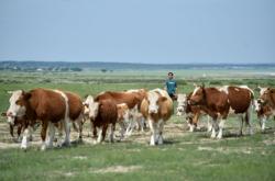 赤峰養(yǎng)牛二姐電話號(hào)碼查詢