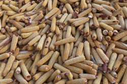 赤峰林西收玉米電話號碼是多少