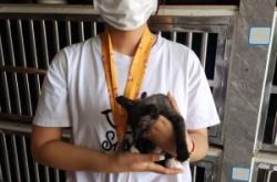 赤峰流浪貓狗救助站