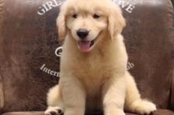 赤峰市收小狗崽的電話號(hào)碼