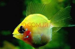 赤峰水族寵物觀賞魚店電話號碼