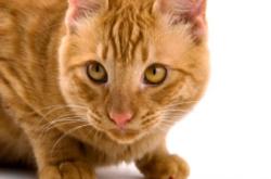 赤峰貓糧加工廠電話地址查詢