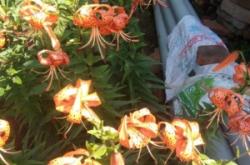 赤峰植物園訂票電話是多少號