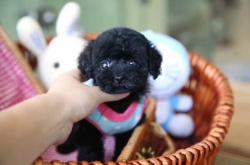 赤峰橋北泰迪犬舍電話號碼