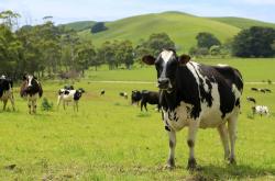 赤峰下洼奶牛廠電話多少號