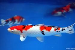 赤峰收觀賞魚的地方電話號碼