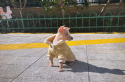 赤峰領(lǐng)養(yǎng)靈緹電話多少號(hào)啊