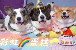 赤峰蛋仔蛋糕店地址電話號(hào)碼