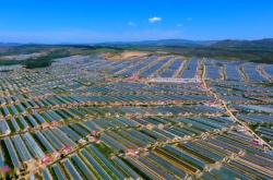 赤峰去哪收菜賣