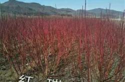 赤峰求購苗木廠家電話地址查詢