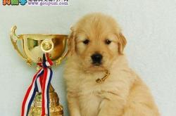 赤峰收購寵物狗電話是多少號