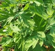 赤峰端午艾草種植基地電話號(hào)碼