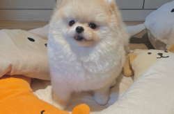 赤峰夢幻田園犬舍電話號(hào)碼查詢