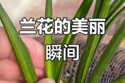 赤峰市蘭花膜廠(chǎng)電話(huà)地址查詢(xún)