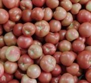 赤峰收購油菜籽的電話號碼