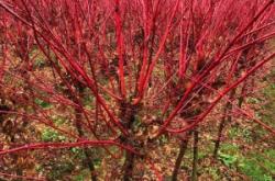 赤峰附近樹苗種植基地電話號碼