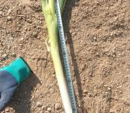 赤峰大蔥加工廠電話多少號(hào)