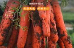 赤峰紅胡蘿卜種植基地電話號(hào)碼