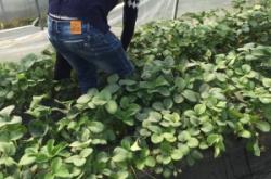 赤峰北洼子草莓采摘園電話號(hào)碼