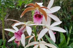 赤峰松山區(qū)林業(yè)局電話號碼