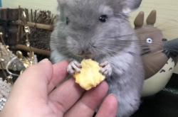 赤峰龍貓活體醫(yī)院電話多少號